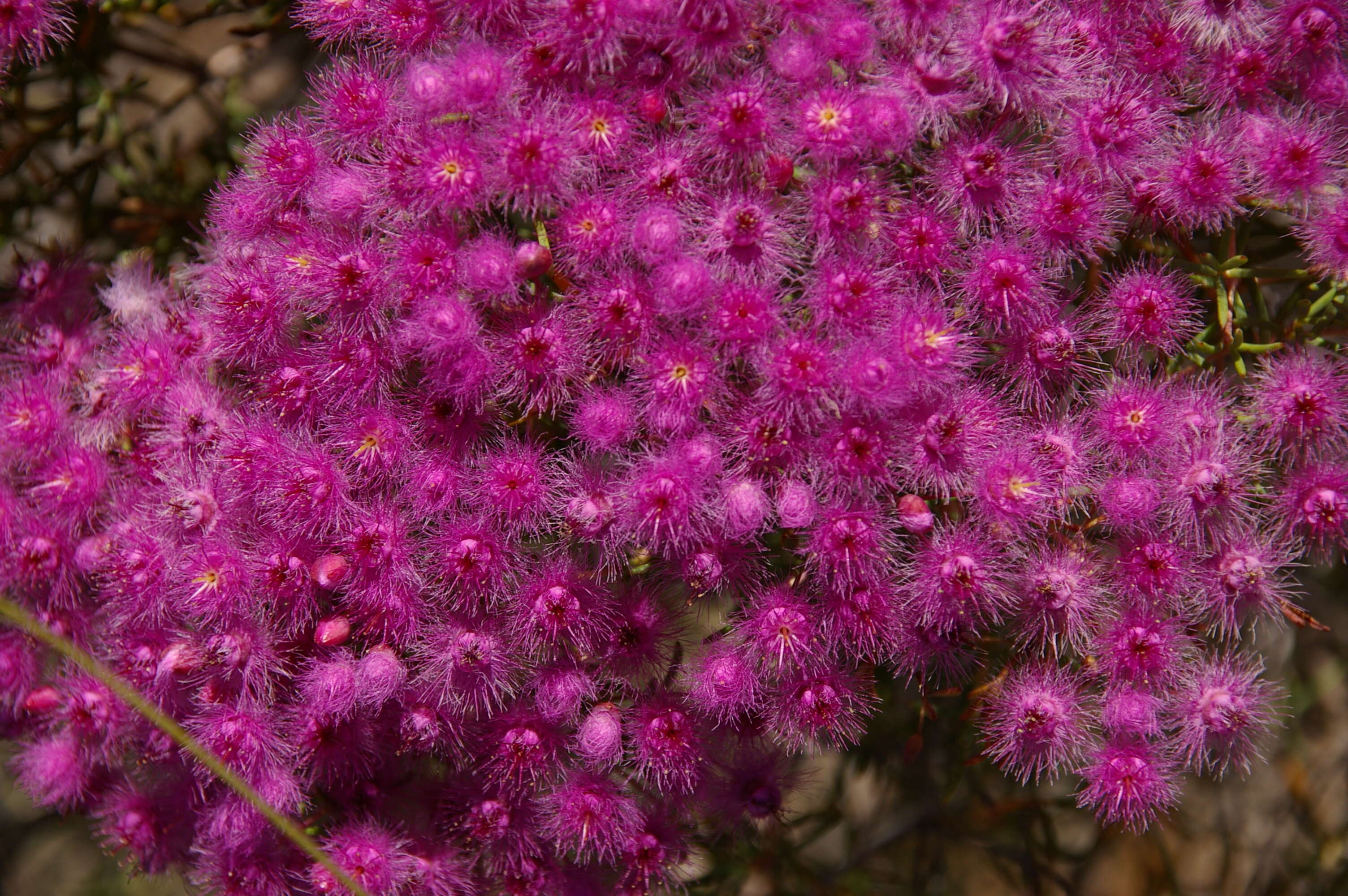 Image de Verticordia monadelpha Turcz.