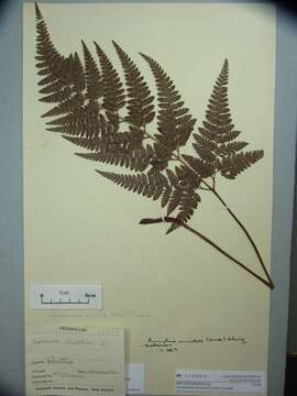 Image of East Indian hollyfern