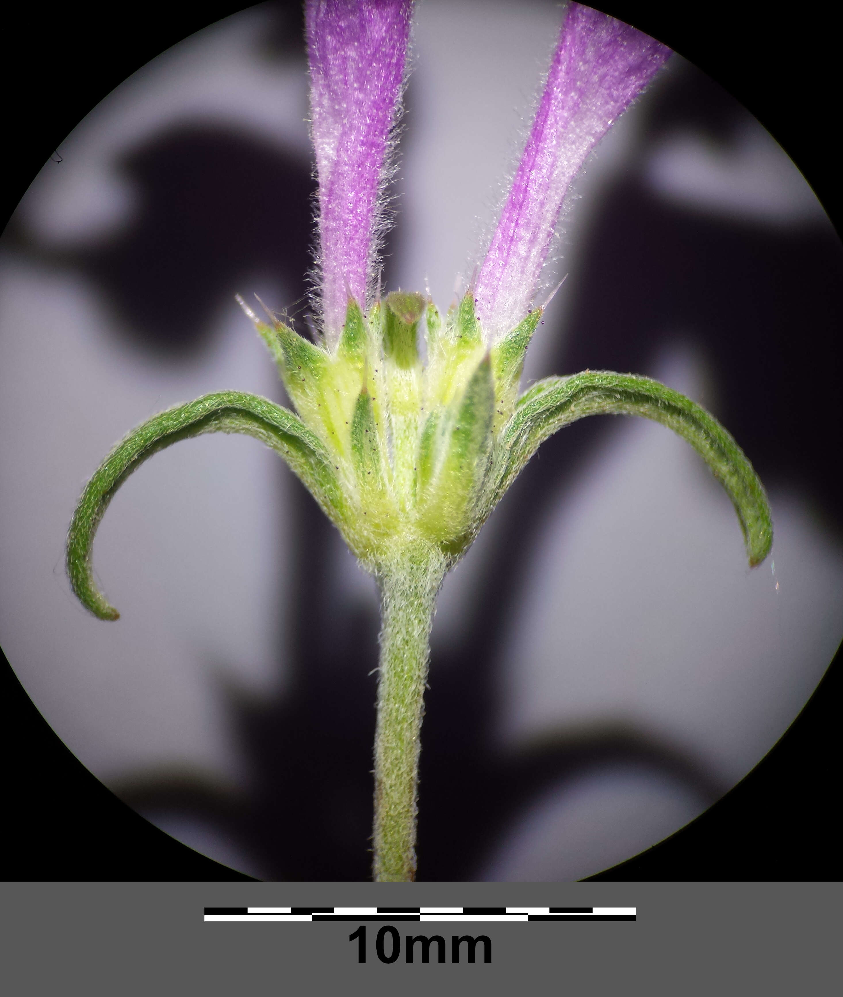 Image of Red hemp-nettle