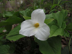 Image of White trillium