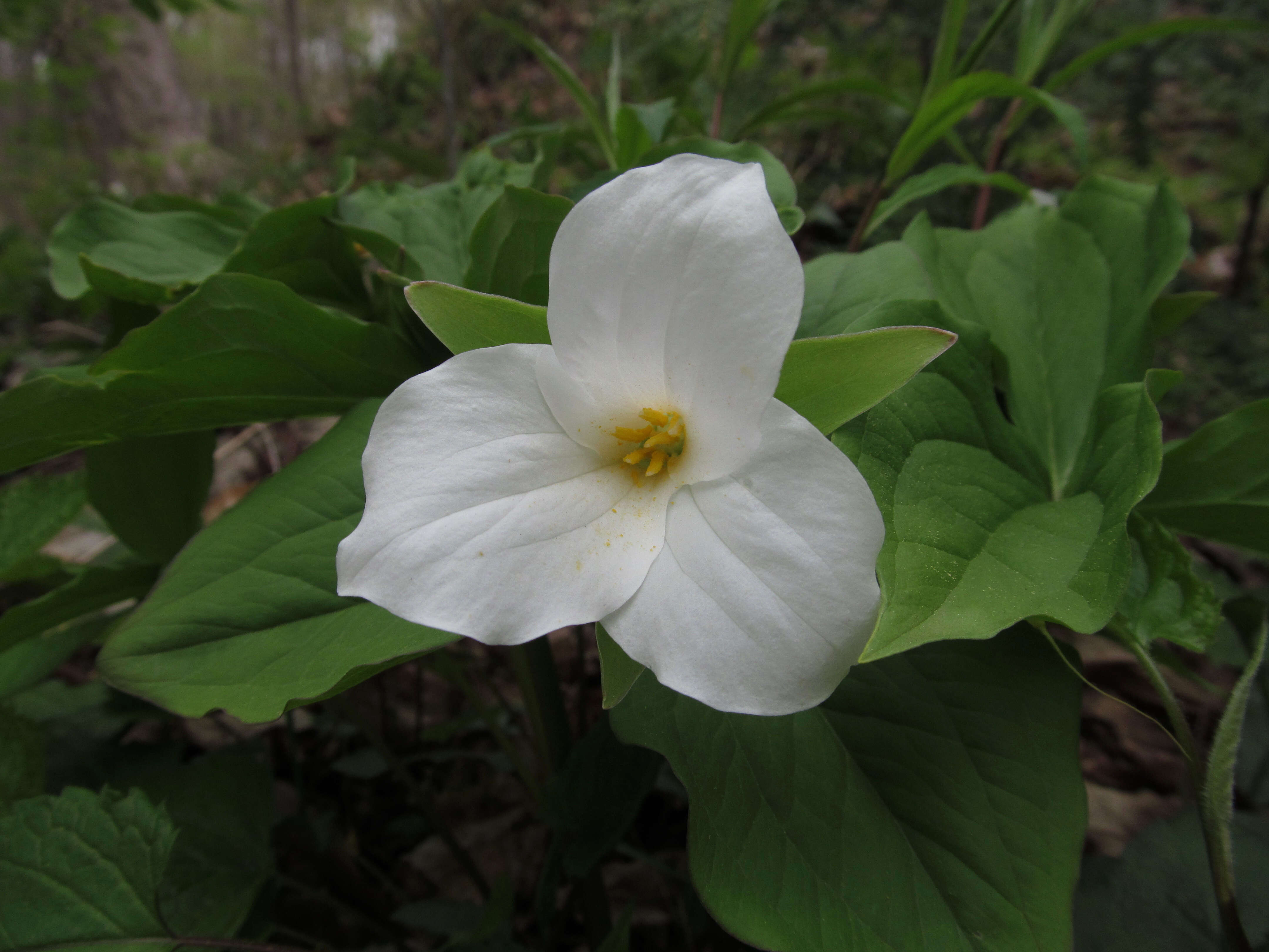 Image of White trillium