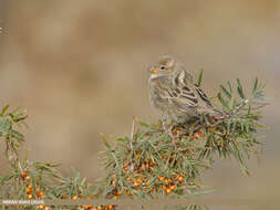 Image of Spanish Sparrow