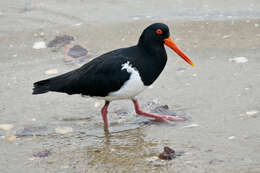 Image of Australian Pied Oystercatcher