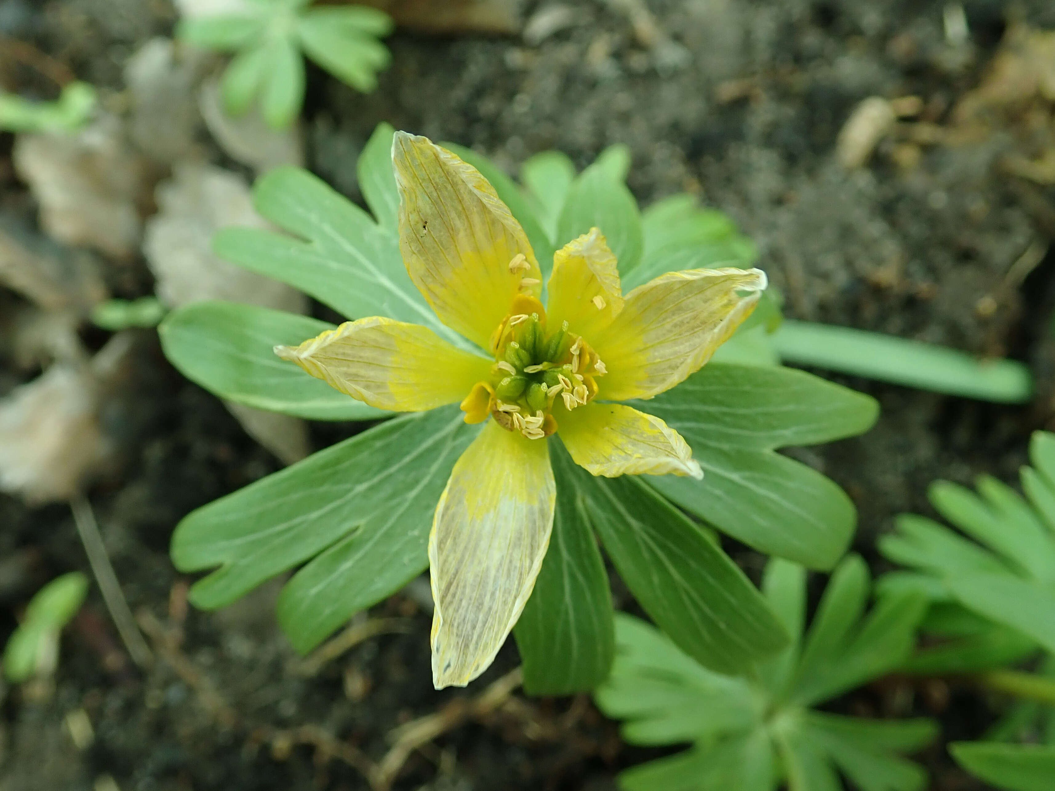 Image of eranthis