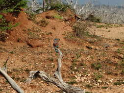 Image of Indian Roller