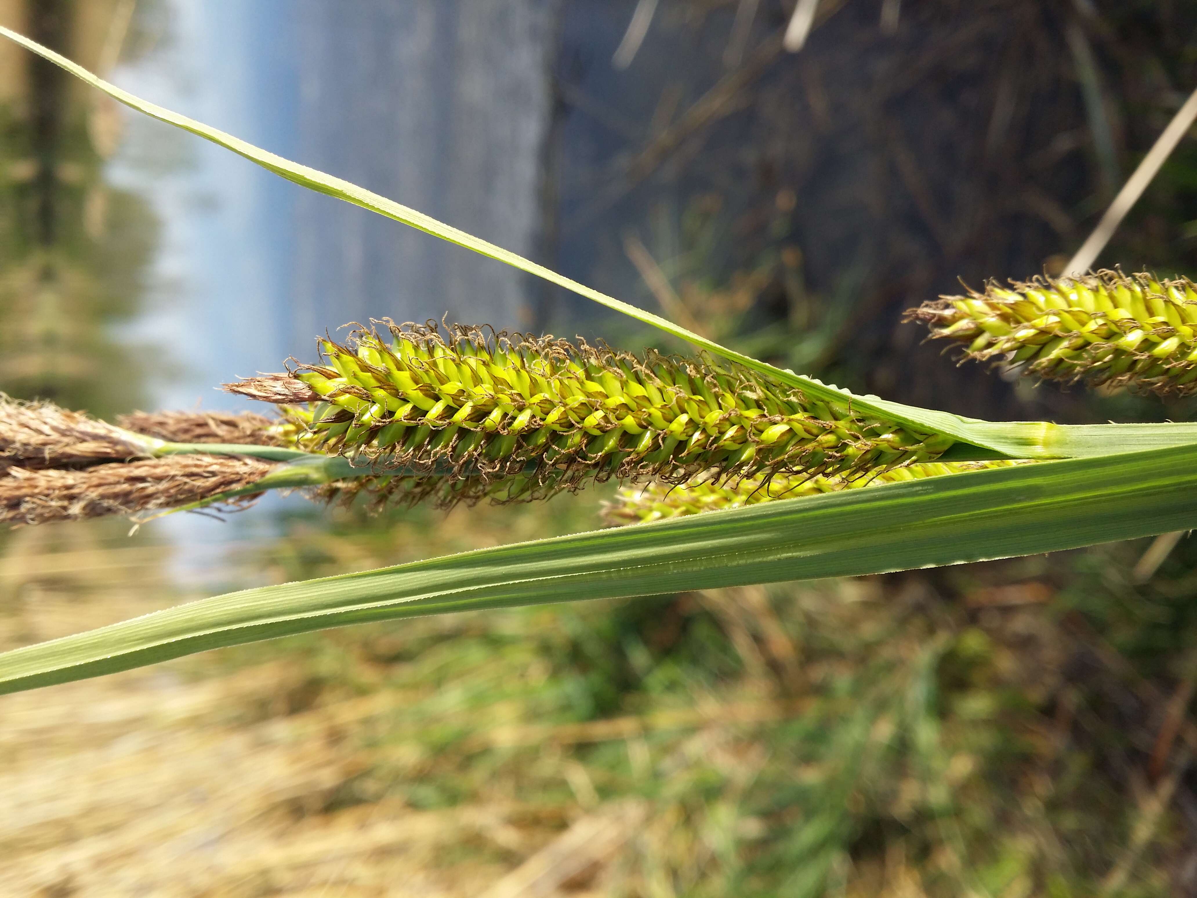 Image of Greater Pond-Sedge