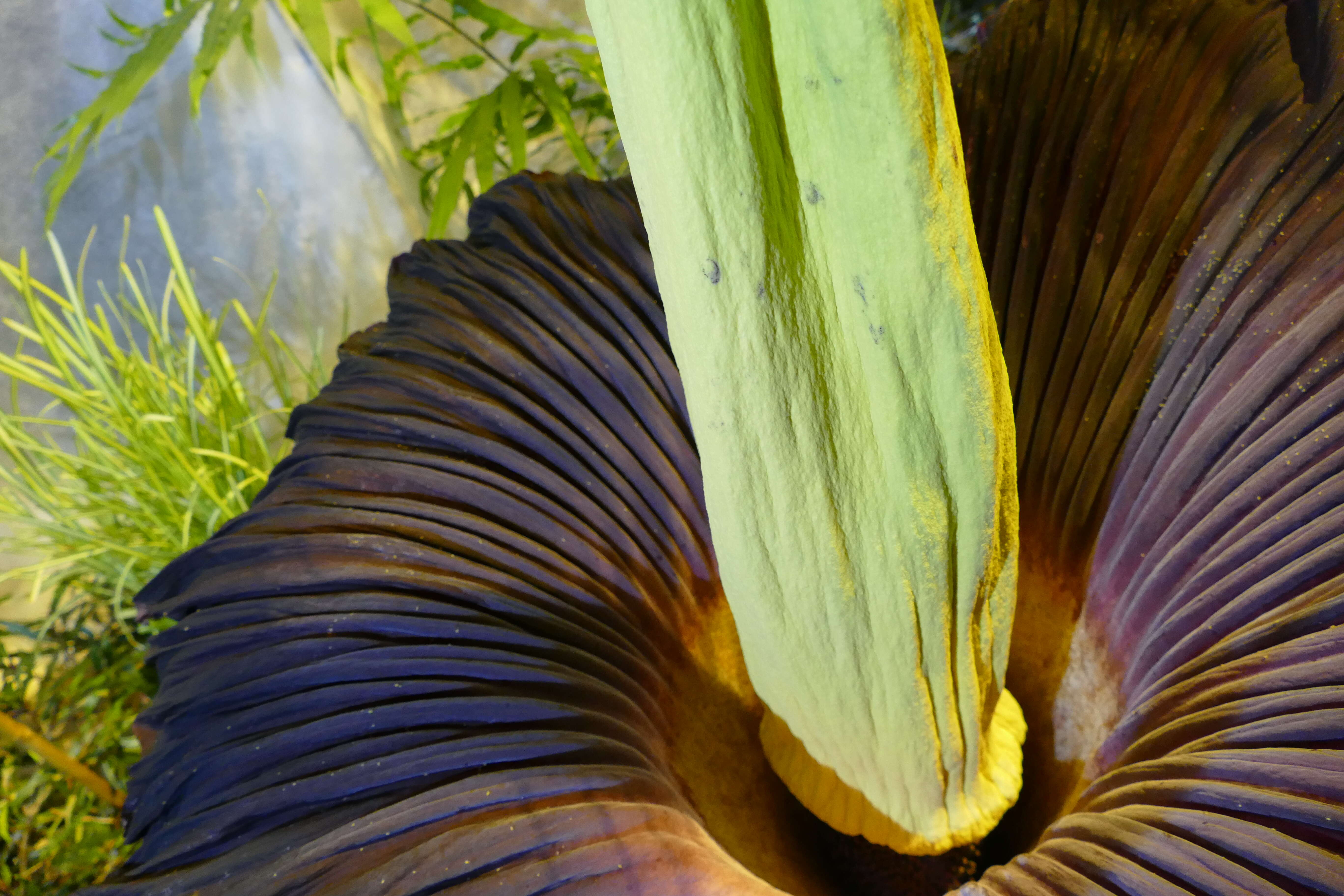 Amorphophallus titanum (Becc.) Becc. resmi