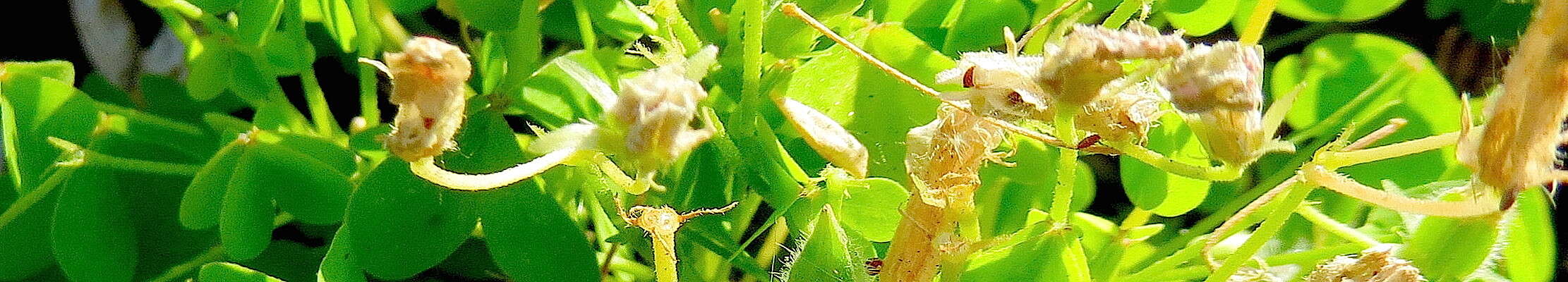 Image de Oxalis stricta