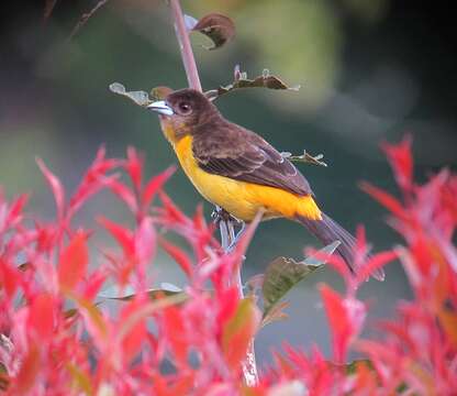 Image of Flame-rumped Tanager