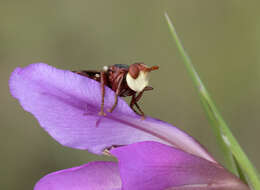 Image of Common Sword Lily