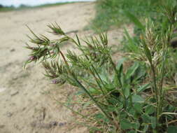 Imagem de Poa bulbosa L.