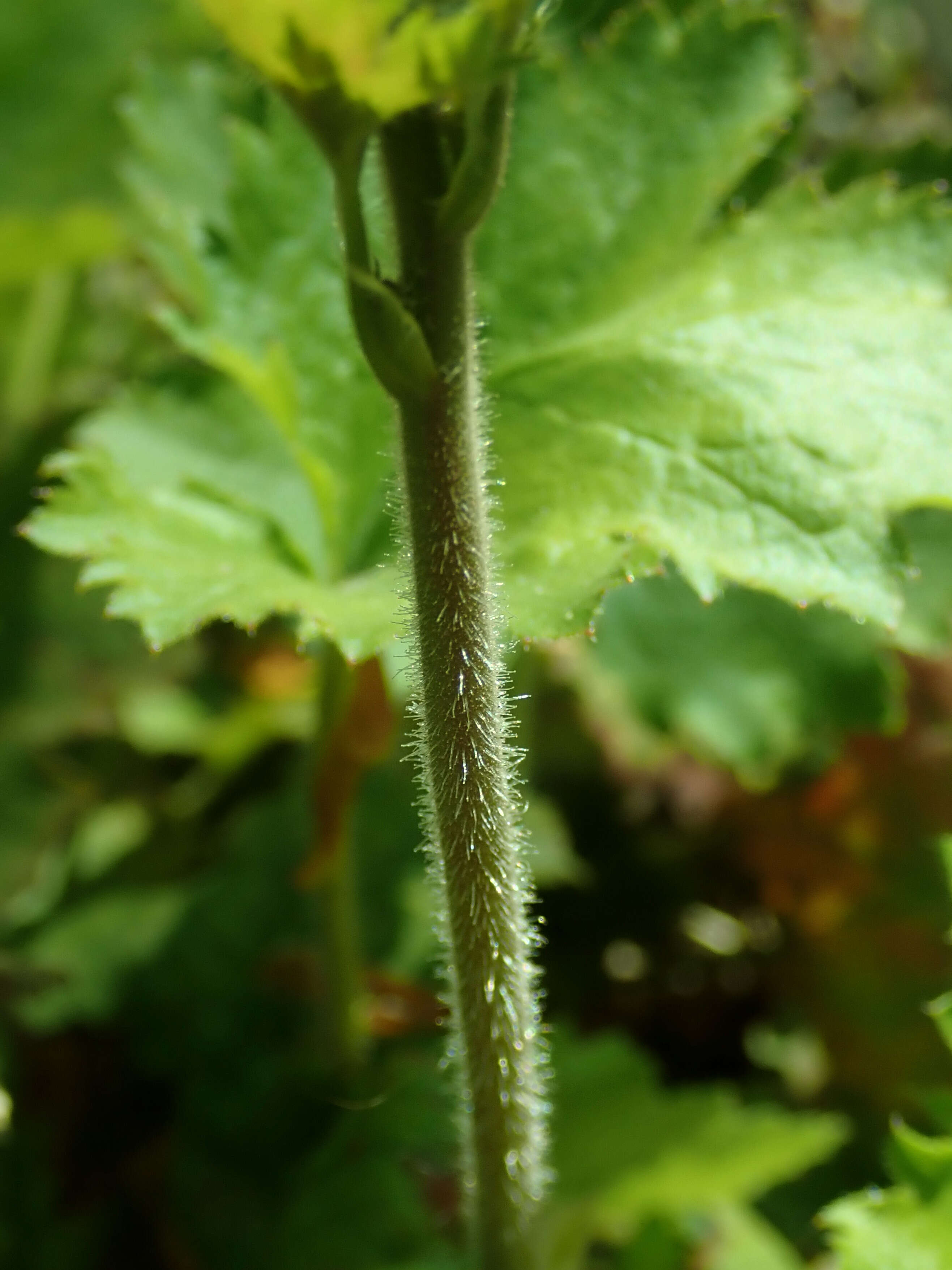 Image of hairy alumroot