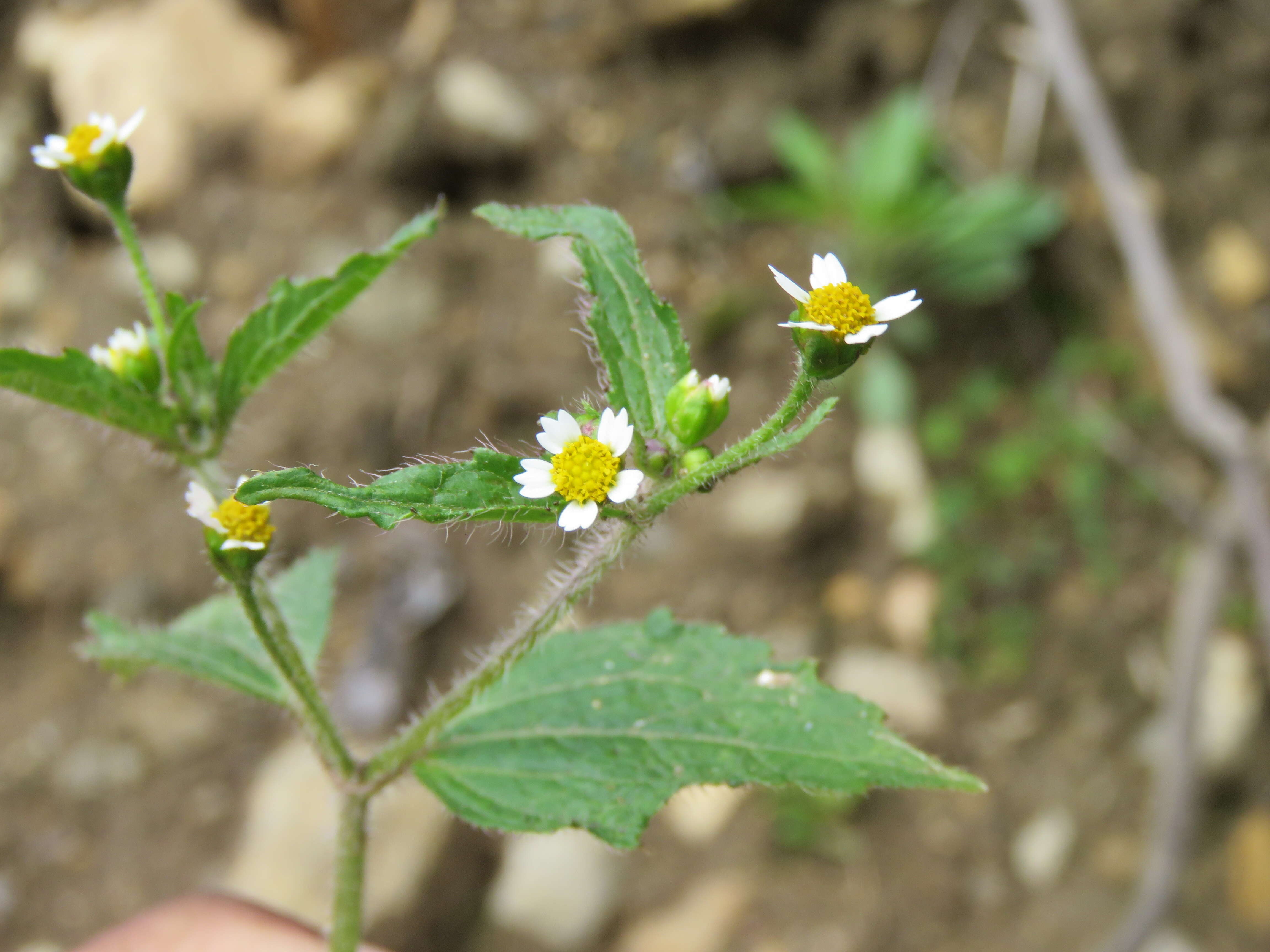 Image of Smooth peruvian daisy