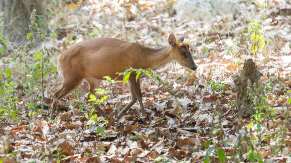 Image of Barking Deer