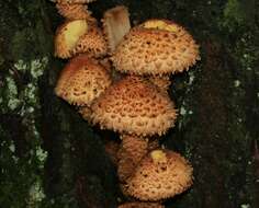 Pholiota squarrosa (Vahl) P. Kumm. 1871 resmi