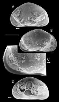 Image of Potamocypris steueri