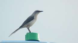 Image of Tropical Mockingbird