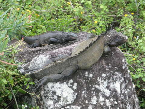 Image of Iguana melanoderma