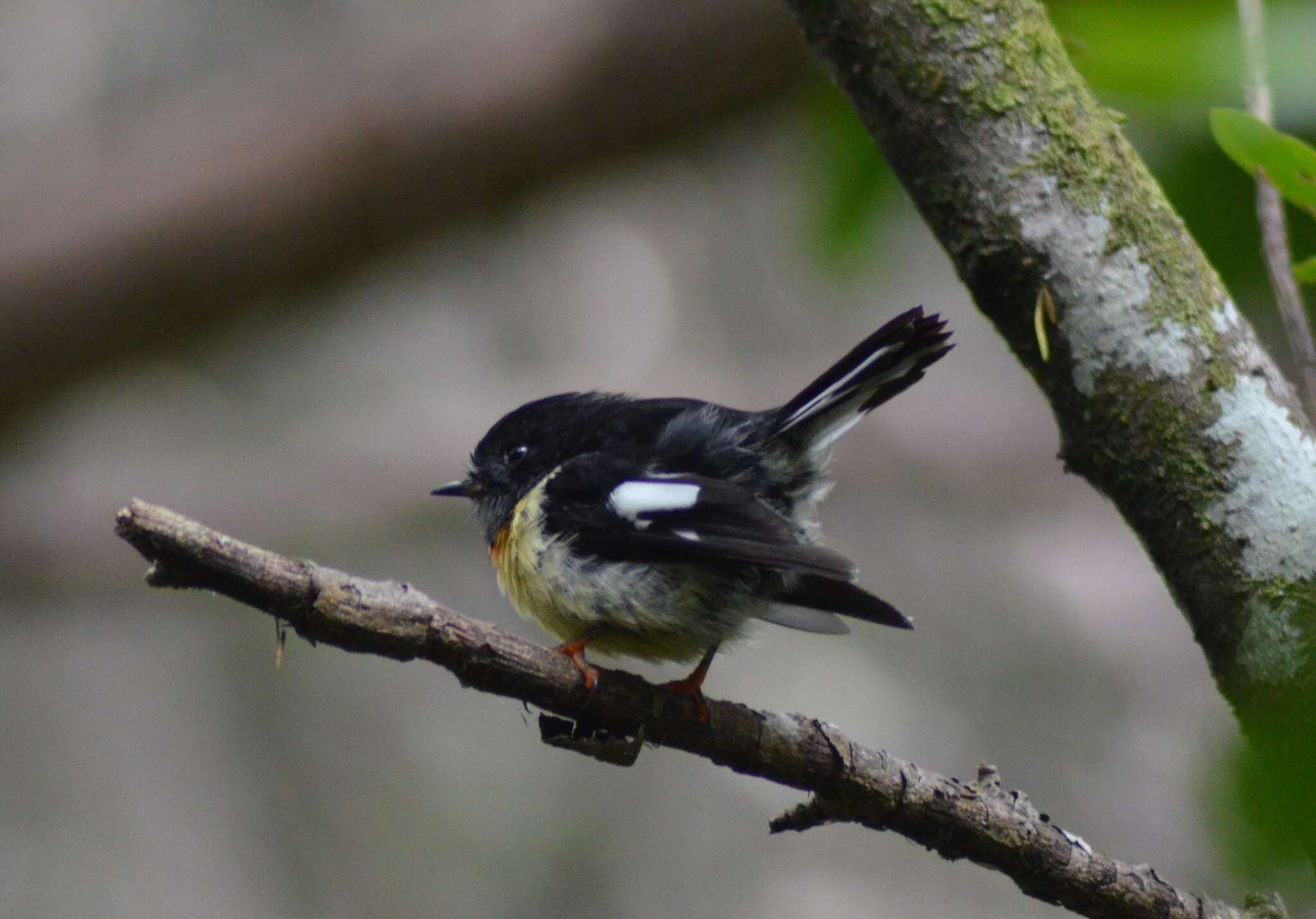 Image of New Zealand Tomtit