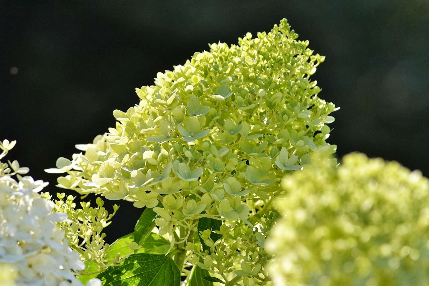 Image of panicled hydrangea