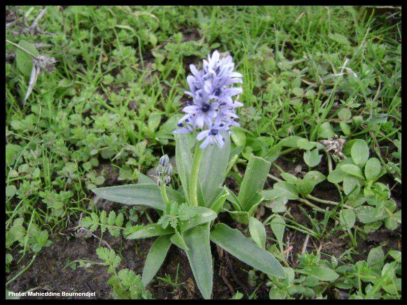 Image de Hyacinthoides lingulata (Poir.) Rothm.