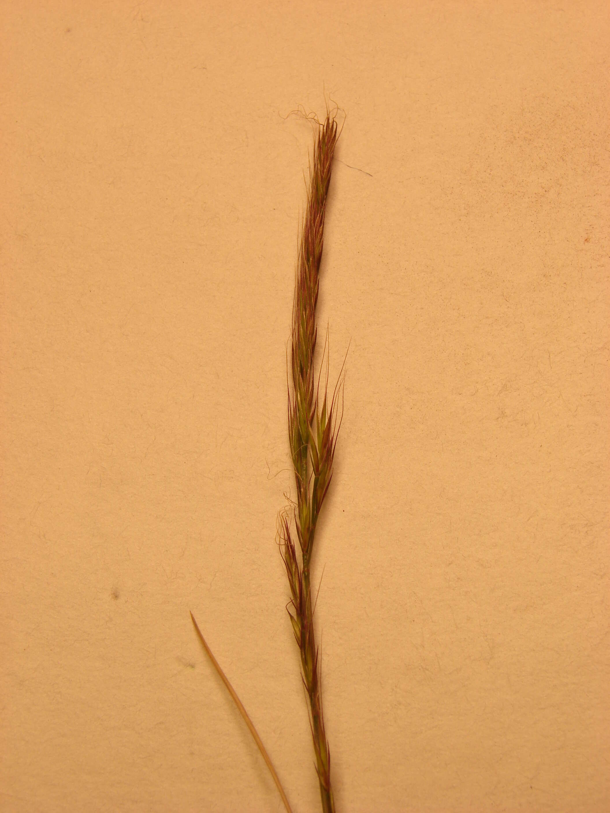 Image of brome fescue