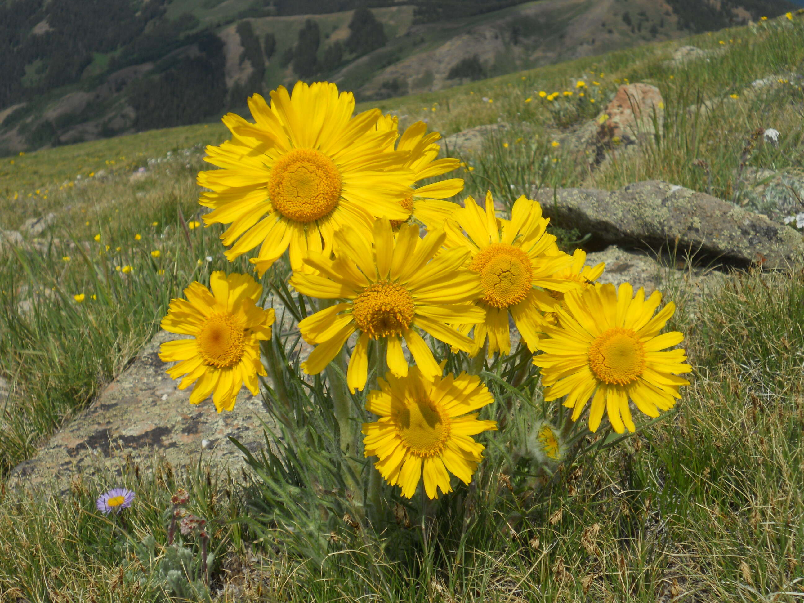 Image of graylocks four-nerve daisy