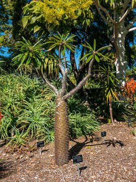 Image of Pachypodium lamerei Drake