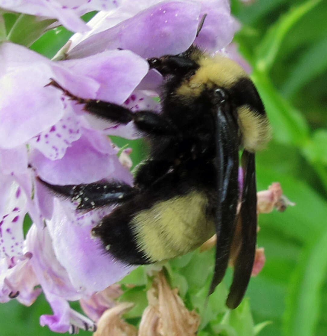 Image of Black and Gold Bumble bee