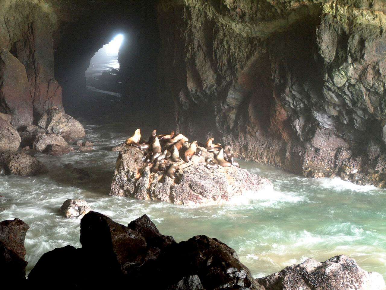 Image of northerns sea lions