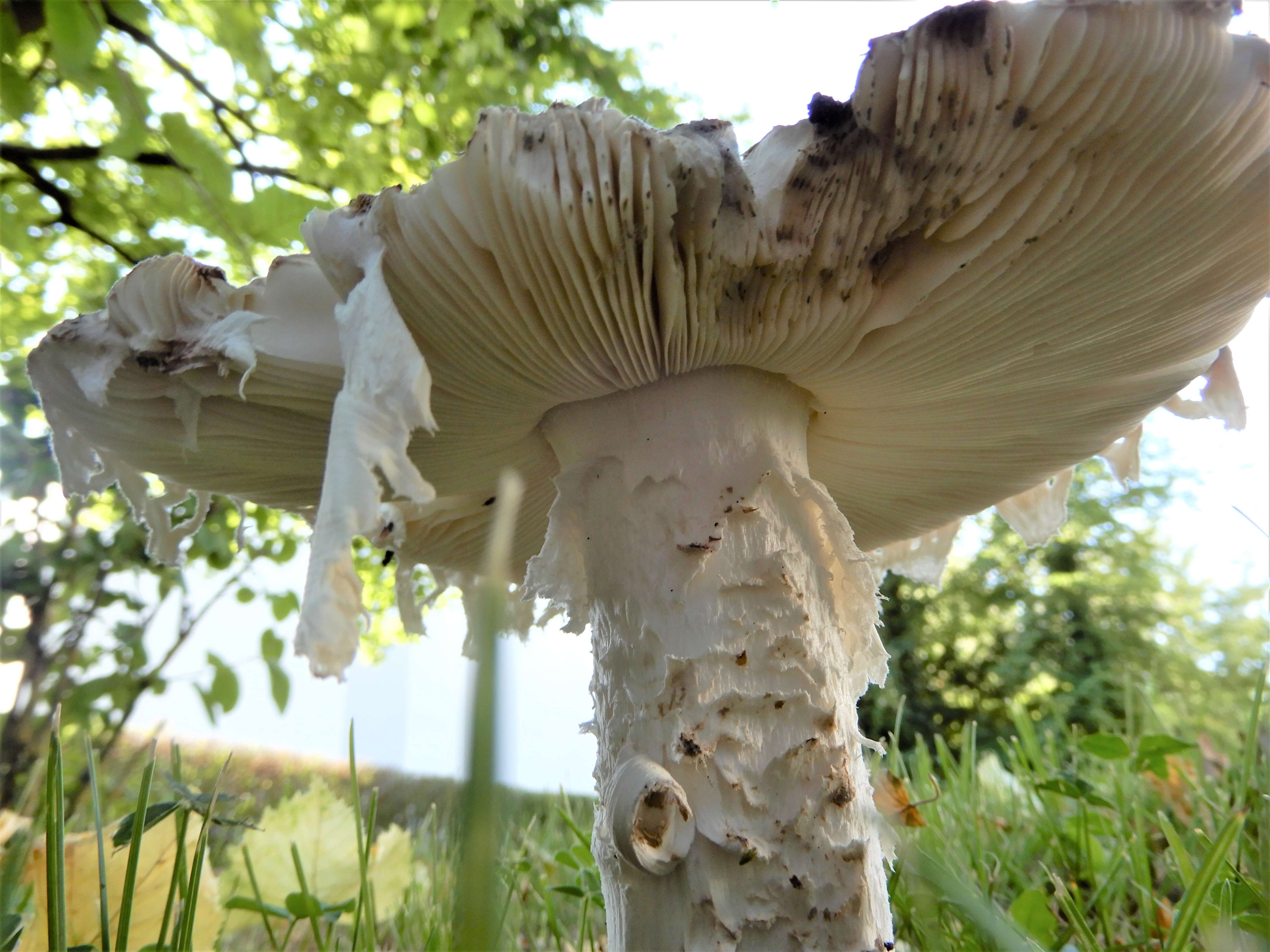 Image of Amanita strobiliformis (Paulet ex Vittad.) Bertill. 1866