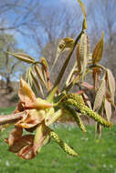 Image of shellbark hickory