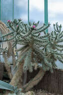 Image de Cylindropuntia imbricata (Haw.) F. M. Knuth