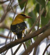 Image of Indian Golden Oriole