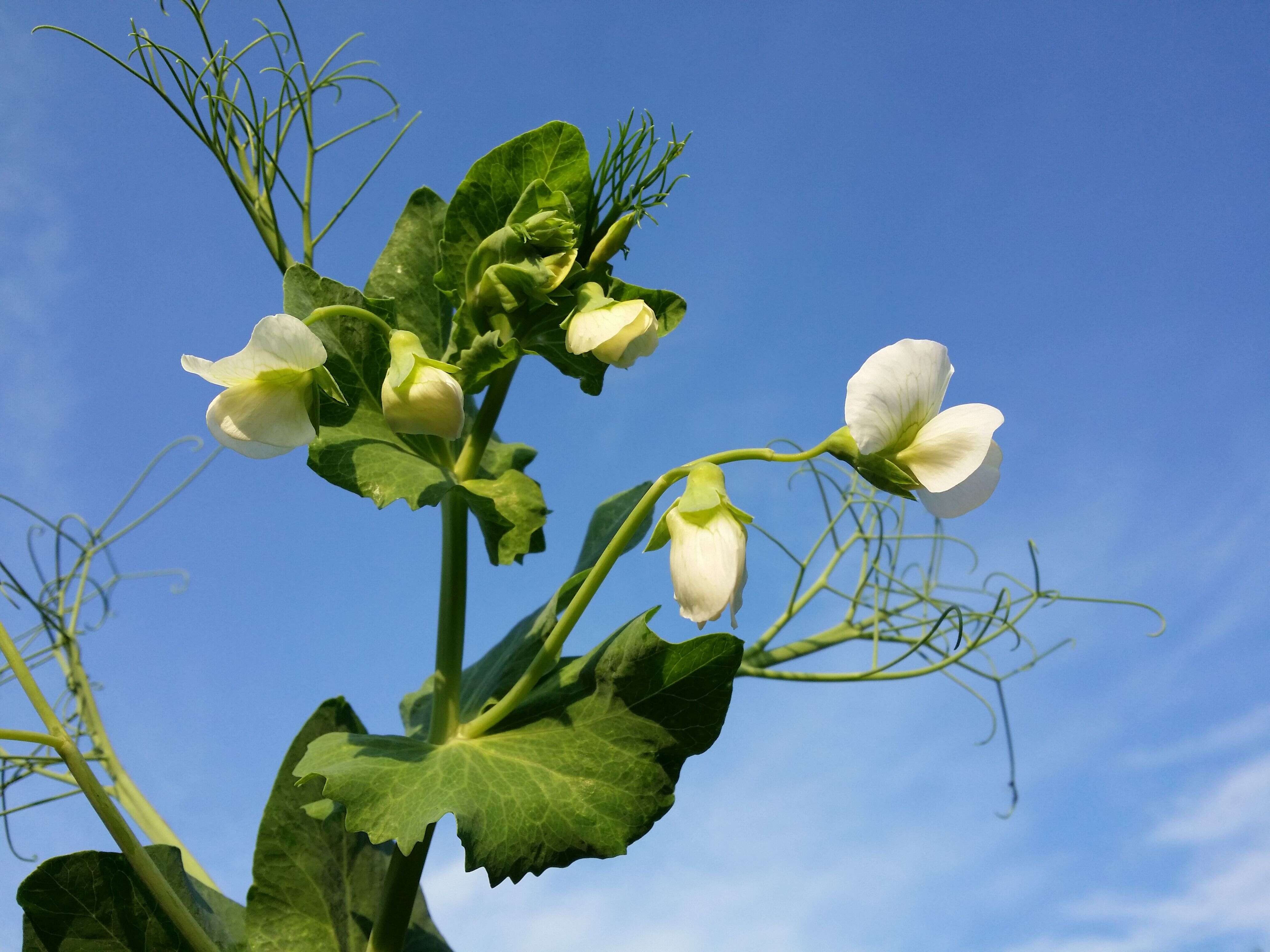 Image of Pisum sativum var. macrocarpum