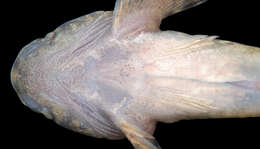 Image of Sculpin