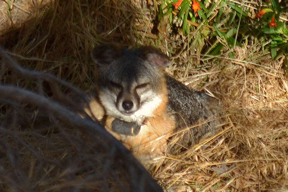 Image de Renard gris insulaire