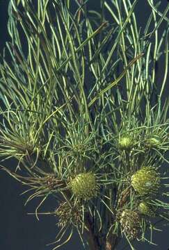 Image of Banksia