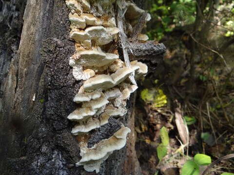 Image of Trametes trogii Berk. 1850