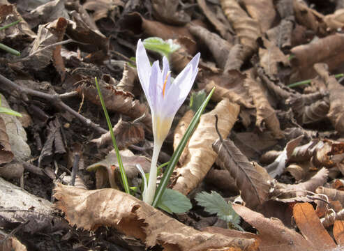 Image of Crocus paschei Kernd.