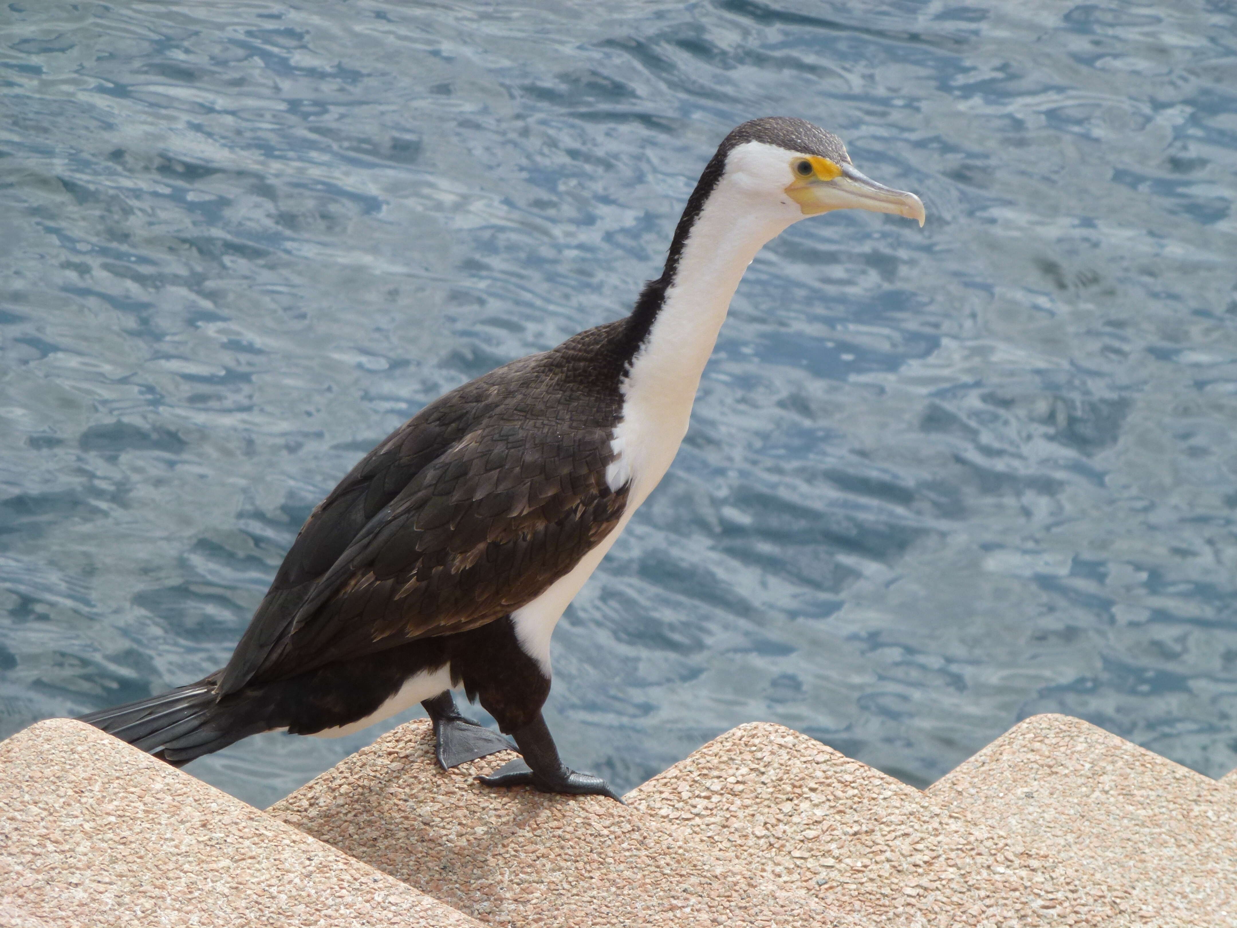 Image of Australian Pied Cormorant