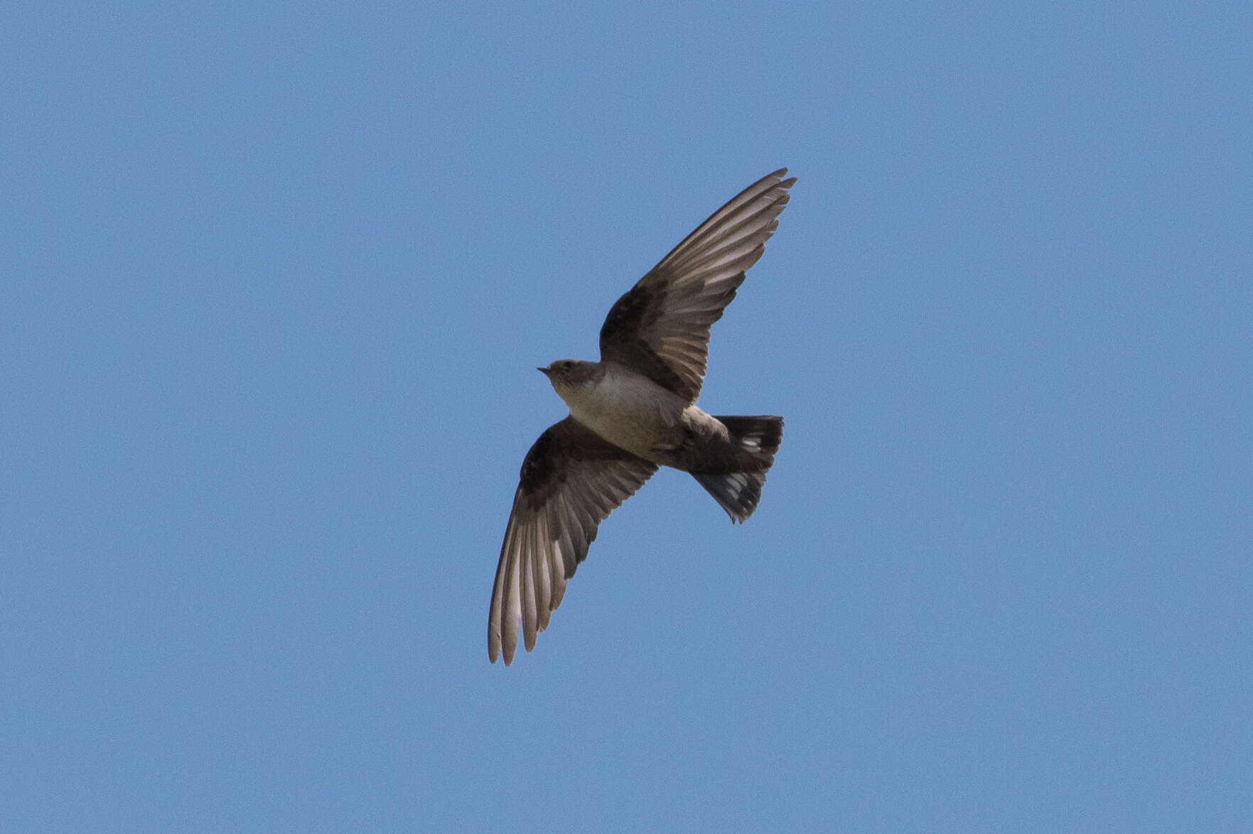 Image of Eurasian Crag Martin