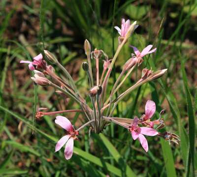 Imagem de Pelargonium luridum (Andr.) Sweet