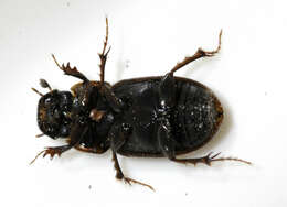 Image of Aphodius prodromus