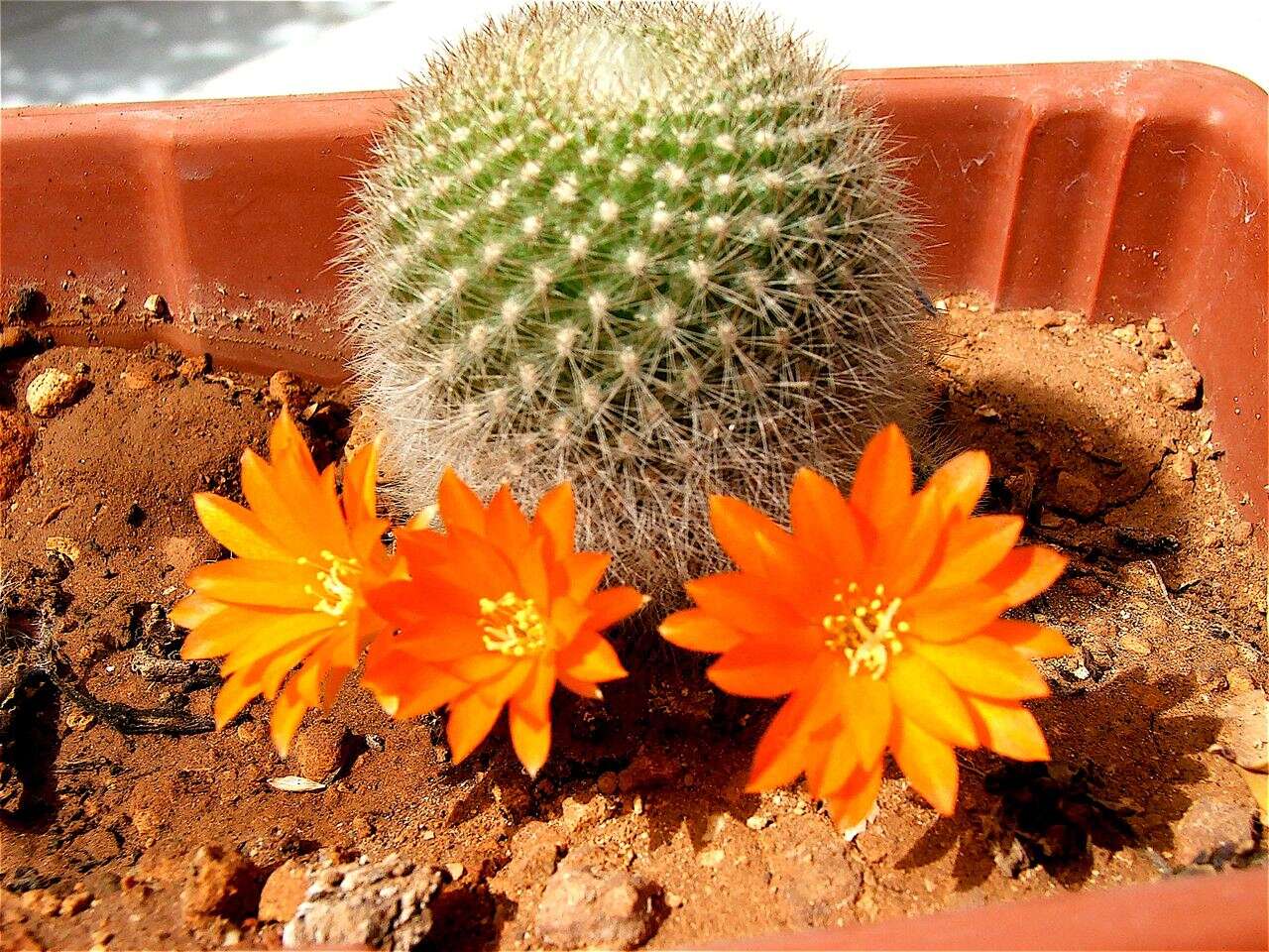 Image of Rebutia minuscula K. Schum.