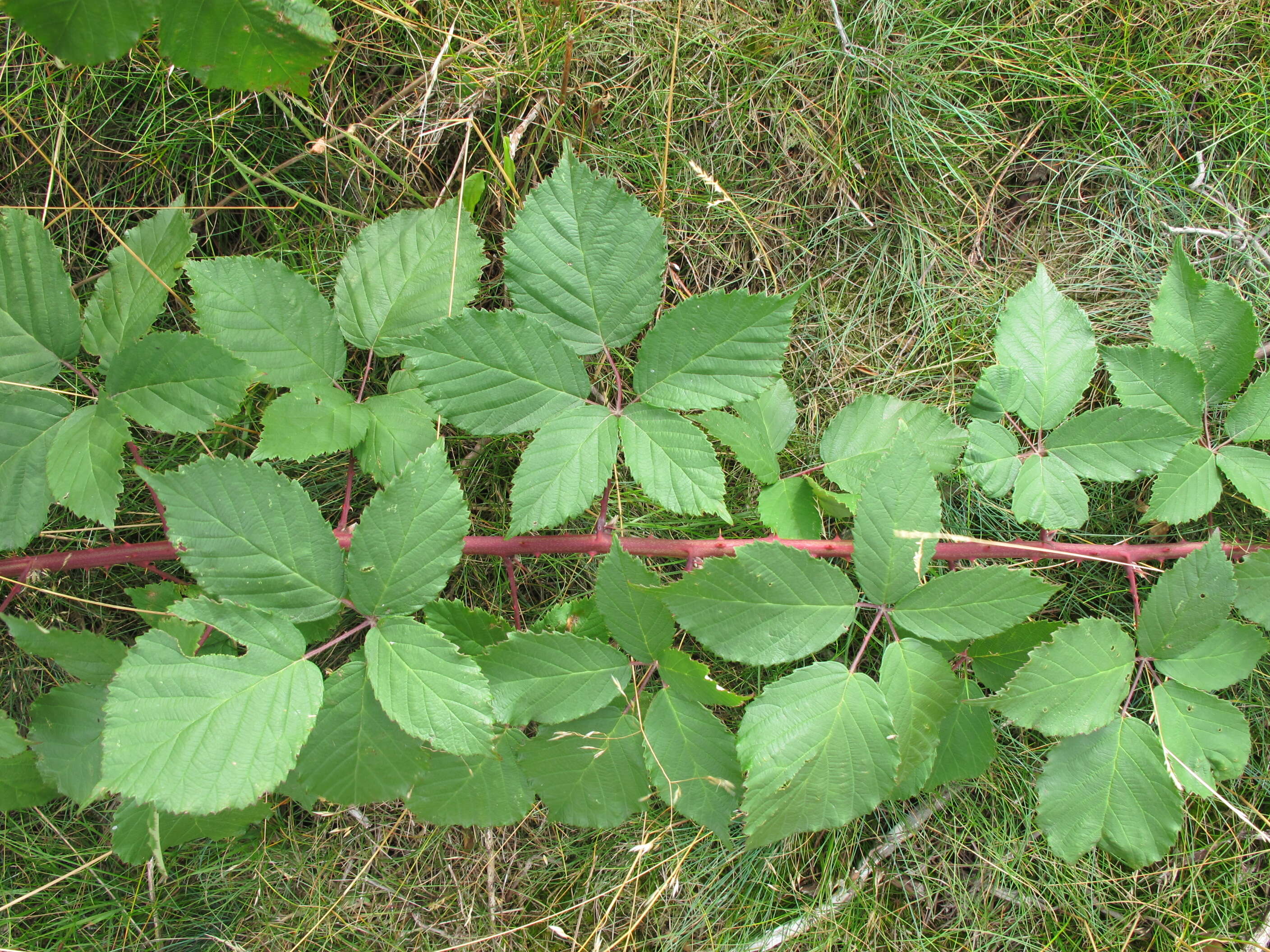 Image of Himalayan blackberry