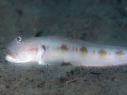 Image of Frogface goby