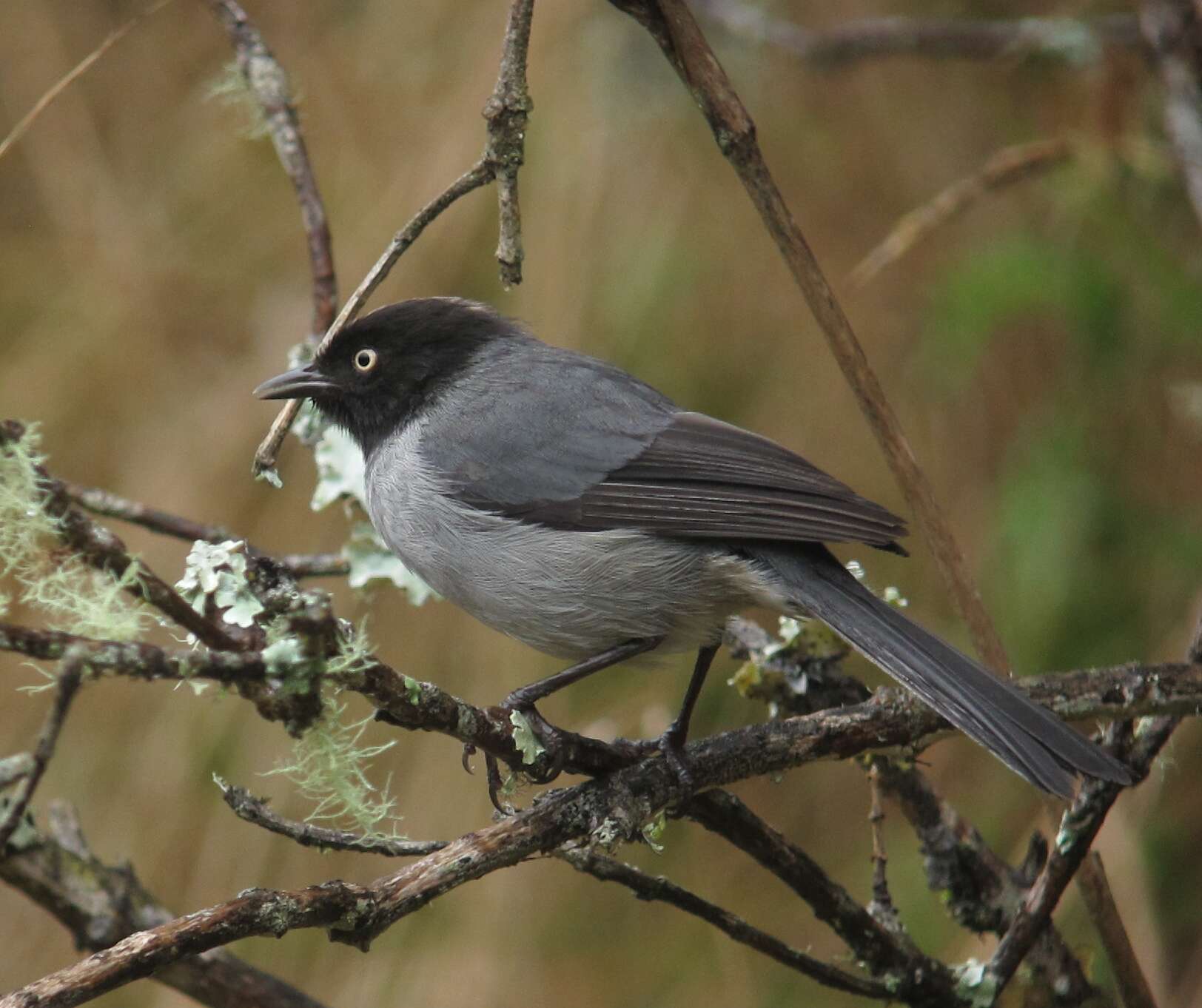 Image of Black-headed Hemispingus