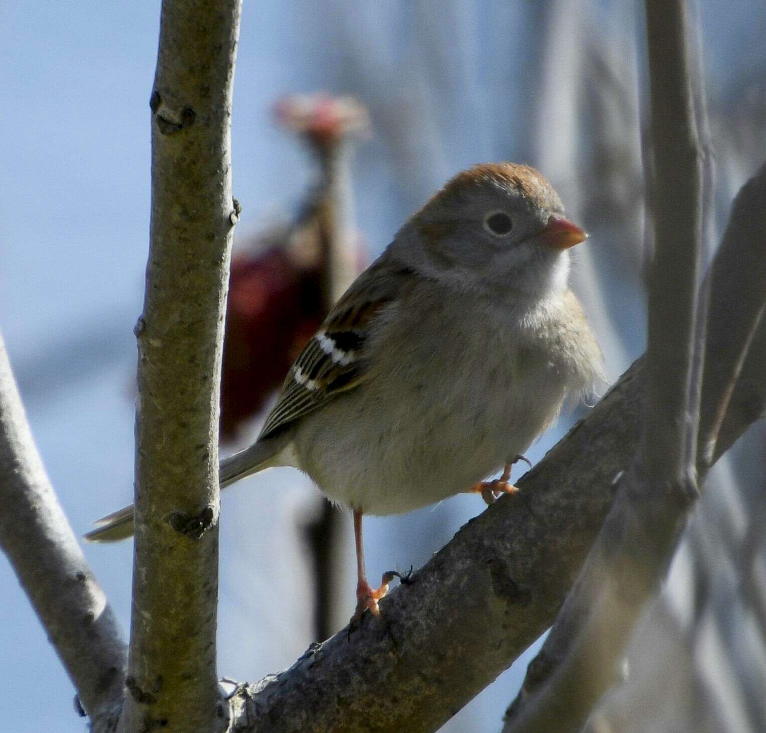 Image of Field Sparrow