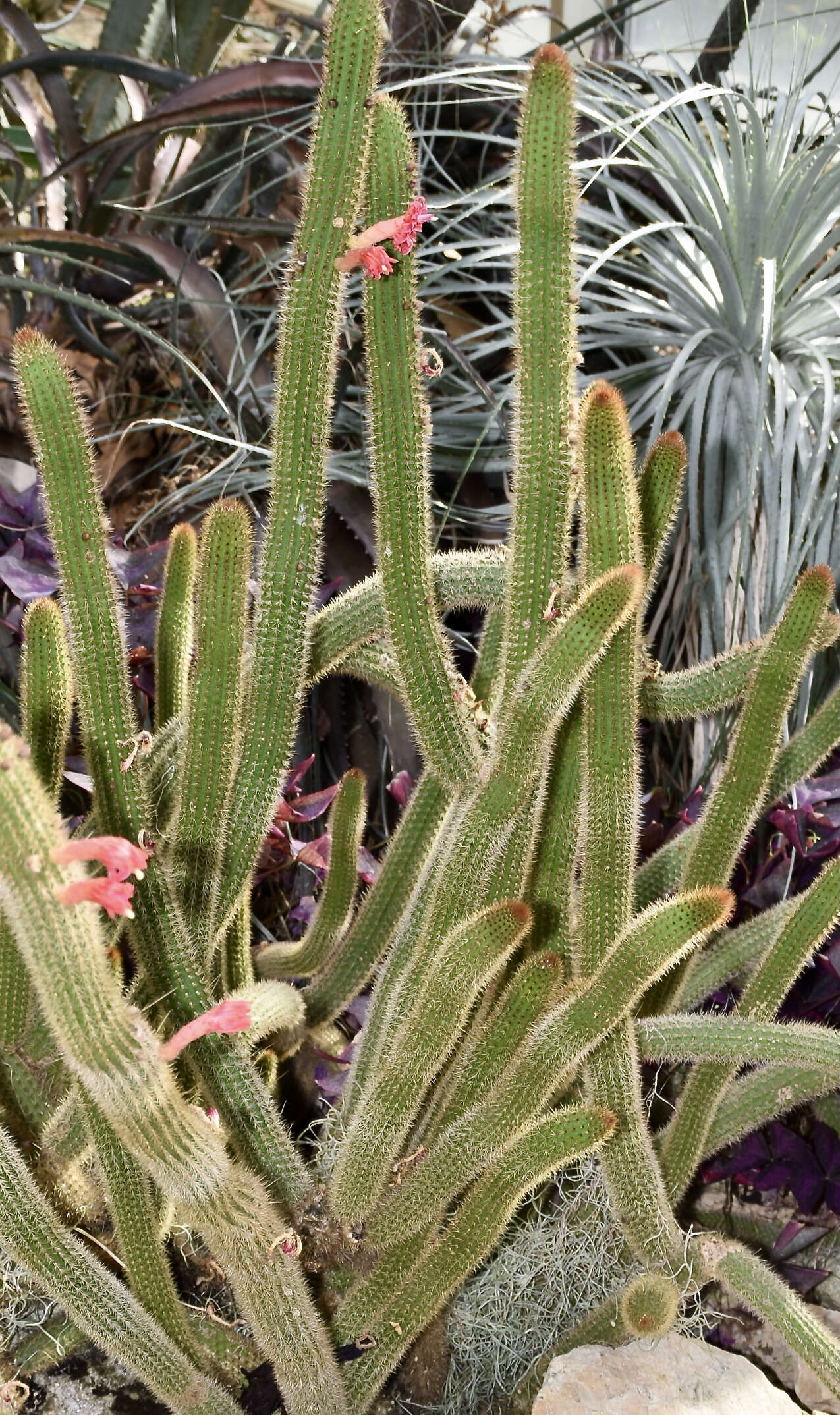 Image of Cleistocactus samaipatanus (Cárdenas) D. R. Hunt